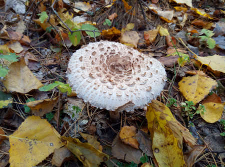 Mushroom umbrellas grow in mixed forests in rainy weather.