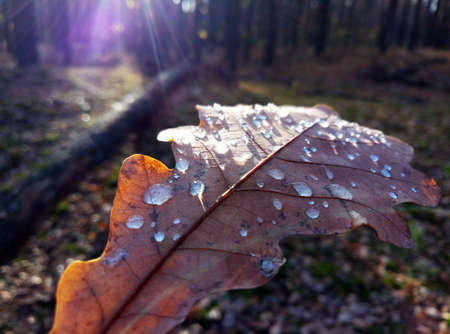 Drops of morning dew adorned the oak leaves on the ground.