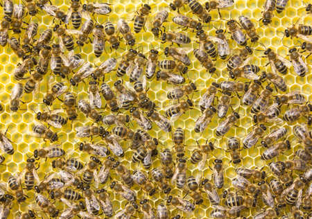 Honeycomb size corresponds to the size of the larvae of future bees.