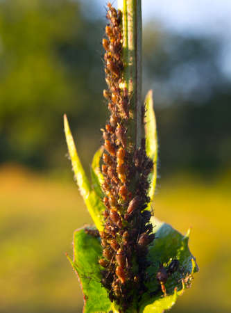 Aphids develop a young branch of the plant.