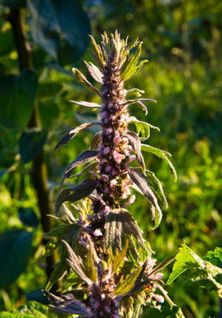 Motherwort (Leonurus cardiac) â a good honey plant and herb.の写真素材