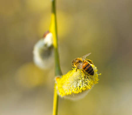 Willow flowers secrete a lot of pollen and nectar.