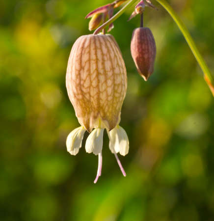 Silene vulgaris, or flake - a perennial herb.の写真素材
