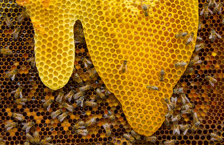 In the absence of frames with wax, bees build honeycombs in any free place of the hive.