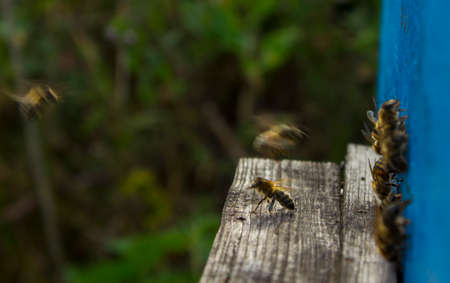 Guard bees do not let strangers into your hive of bees. Even destroy them.の写真素材