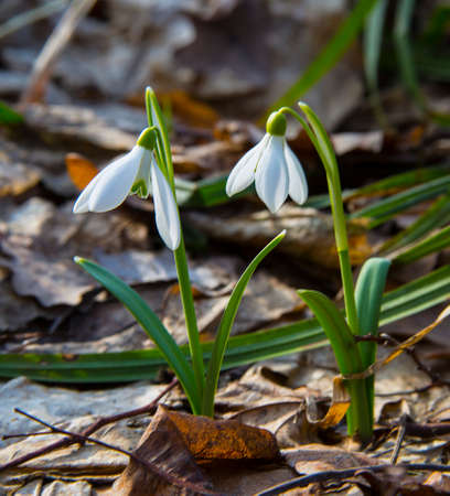 The unsurpassed beauty of a snowdrop.
The picture was taken at the end of the day in a leafy forest.
の写真素材