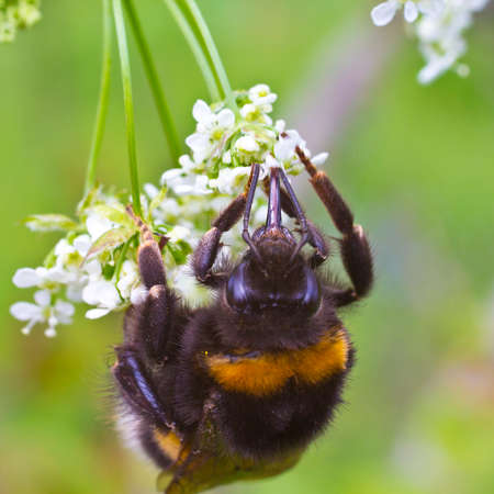 Bumblebee takes the nectar and pollen from the flowers of plants.の写真素材