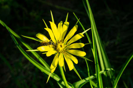 The wild bee collects pollen from the salsify (goatb The wild bee is small in size and hardy....