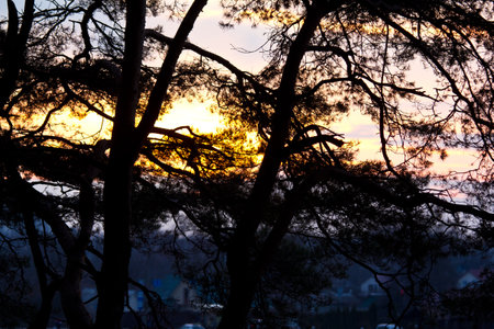 Evening sunlight shines brightly on the tops of the pines.の写真素材