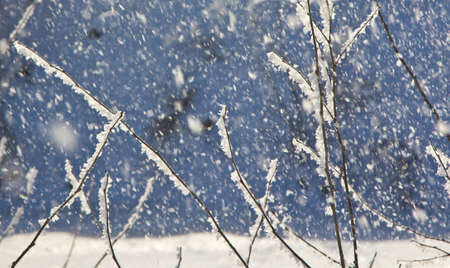 Winter decorations in Nature. The freezing moisture of the fog settles on the branches of trees and...