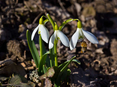 A bee collects pollen from snowdrops. Snowdrop is the first flower of spring.の写真素材