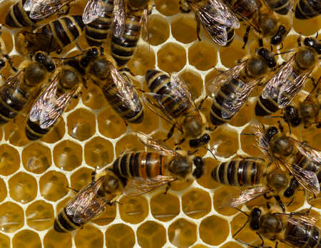 Acacia honey is light in color and has excellent taste and medicinal qualities.の写真素材
