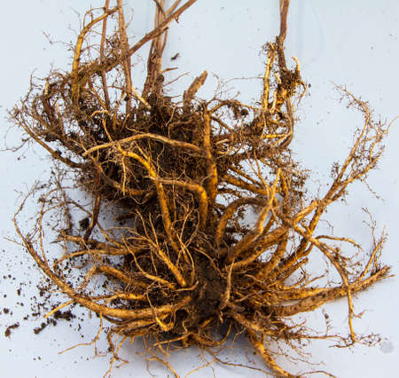 Rhizome of the golden root (Rhodiola rosea). The dried root is used in alternative medicine, It has a biostimulating effect on the human body, increases its immunity.の写真素材