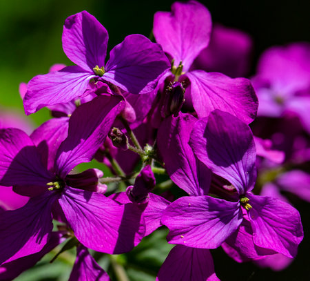 Lunar. Beautiful garden flower. This is a perennial herb. It is used in landscape design.の写真素材