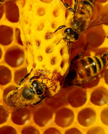 Young queen bee comes out of cocoon. Queen bee gnaws a cocoon to exit from it. Bees help Queen Bee...