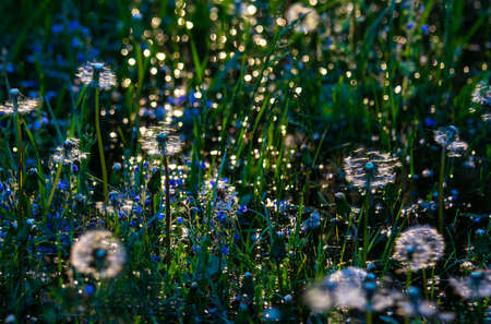 Sunny rain and dandelions. The picture was taken against sunlight. Feeling the sunshine.