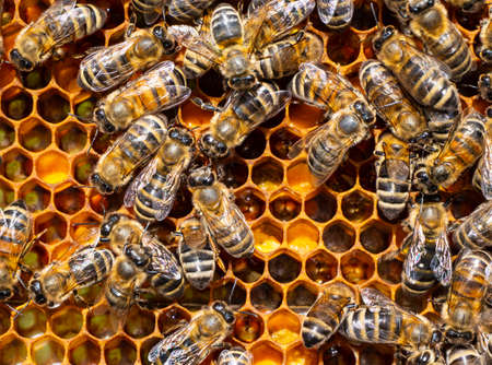 Active work of bees at the beginning of the honey collection. Delivery of nectar and pollen to honeycombs.の写真素材