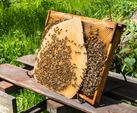 Building instinct bees. Bees build up with honeycombs all the free space in the hive. They lay eggs...