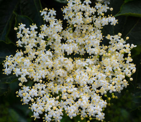 Flowering black elderberry - Sambucus nigra. Elderflower flowers and fruits are used in alternative medicine to strengthen the immune system.の写真素材