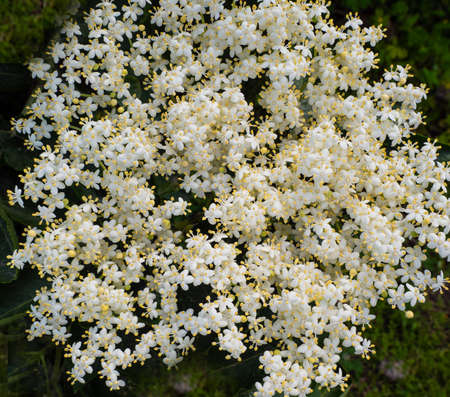Flowering black elderberry - Sambucus nigra. Elderflower flowers and fruits are used in alternative...