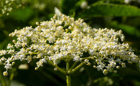 Flowering black elderberry - Sambucus nigra. Elderflower flowers and fruits are used in alternative medicine to strengthen the immune system.の写真素材