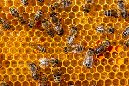 For their food, bees collect pollen. They fold it into honeycombs. Pollen is used in alternative medicine.の写真素材