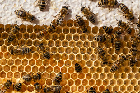 Beginning of the season. Harmonious development of the bee colony.の写真素材