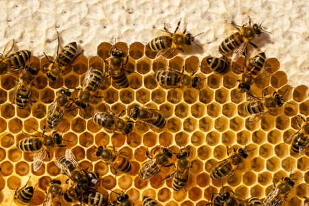 Beginning of the season. Harmonious development of the bee colony.