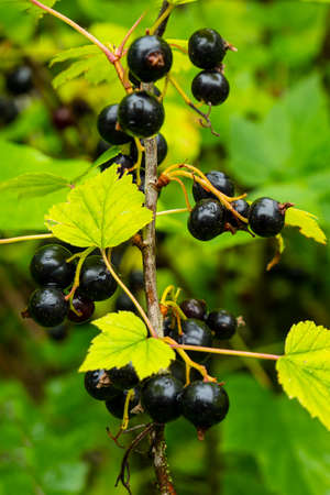 Branch with ripe fruits of blackcurrant. These berries are used in alternative medicine and as a...