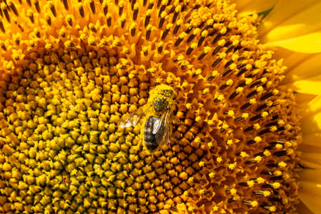 Bee collects pollen from sunflower flowers. Sunflowers give a lot of nectar and pollen than attract...