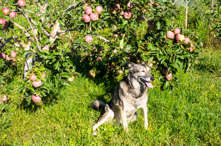 Apple tree with fruits and a dog. Apples hanging on a tree turn red and fill with juice.の写真素材