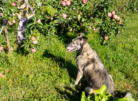 Abundant harvest of apples. The branches with them bent to the ground itself.の写真素材