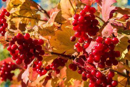 Viburnum fruits in the rays of the morning sun. The picture of viburnum fruit was taken in the...