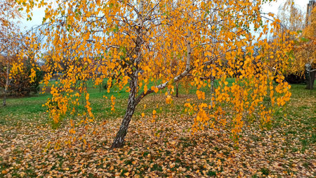 A birch grown at an angle complements its crown with branches, which creates the impression of...