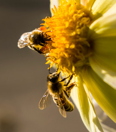 A bee collects pollen from a garden flower. In the absence of wild-growing pollen and honey plants,...
