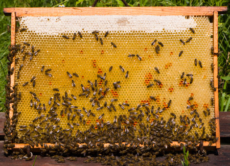 Bees on honeycomb extracted from the hive. Bees on honeycomb extracted from the hive behave...