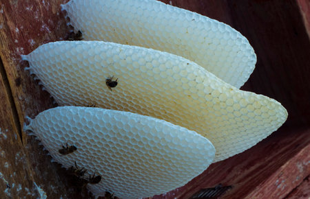Bees build up with honeycombs all the free space in the hive. They lay eggs in them, place nectar...