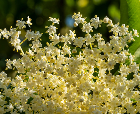 Elderflower. Elderflower and fruits are used in alternative medicine to strengthen the immune...