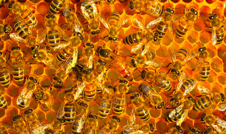 Beginning of work of the young queen bee. Bees stimulate the young queen bee to lay eggs.