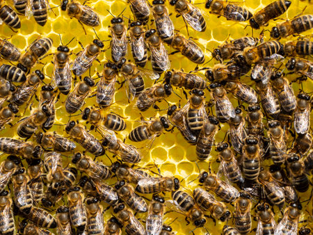 Bees together build honeycombs on a pre-marked sheet of foundation. This markup makes it easier for...