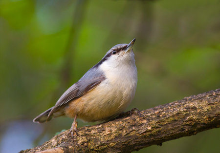 The nuthatch is a beautiful and dexterous bird.