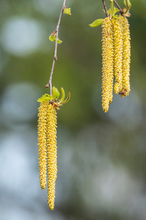 Flowering birch, Betula L. In Polesie, birch trees bloom in mid-spring and actively gather dust for...