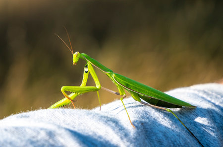 Large predatory insect. The forelimbs are adapted for grasping food.