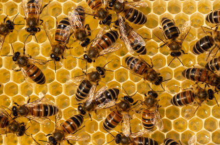 Active work of bees during honey collection. Inside the hive, the bees create a honeycomb of wax and...