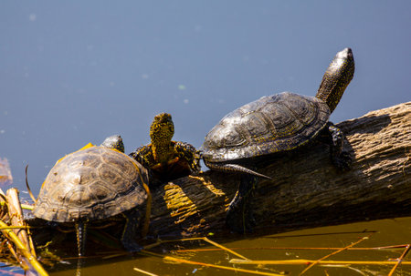 Swamp turtles prefer food of animal origin: insects, crustaceans, molluscs, tadpoles, frogs, fish.の写真素材