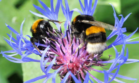 Blue garden knapweed produces a lot of nectar and pollen. Used in landscape design.の写真素材