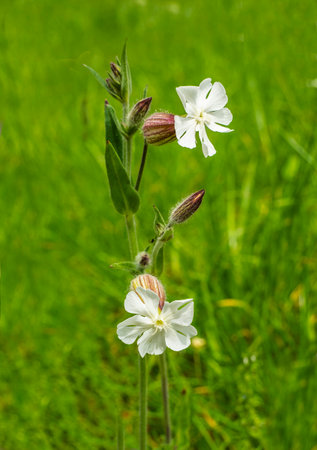 Silene latifoli flowers are closed during the day and open only at dusk, exuding an unusual aroma.の写真素材