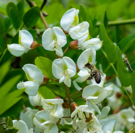Acacia is an excellent honey plant.の写真素材