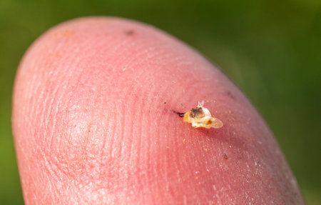 For protection, the bee uses poison, which introduces the aggressor into the body with the help of a thin sting.の写真素材