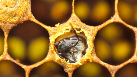 Bee gnaws a hole in the cocoon to exit it.の写真素材